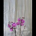 variedad phalaenopsis con macetero de cristal