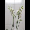 Orquideas en cristal